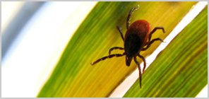 Lyme Disease Treatment